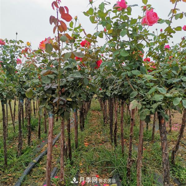 3-5分工程月季樹批發(fā)就來這樣的月季基地，量大品優(yōu)(圖2)