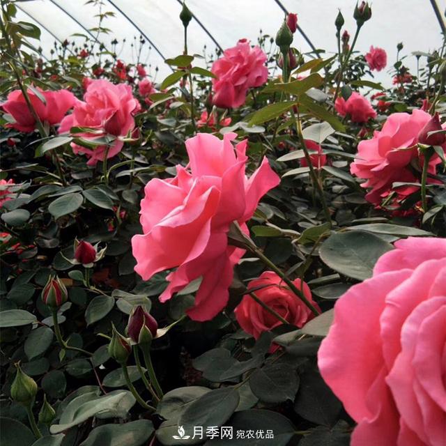 南陽樹狀月季批發(fā)基地，規(guī)模大，品質(zhì)好，成活率高(圖2)