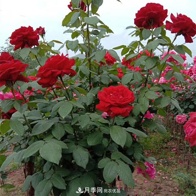 南陽樹狀月季批發(fā)基地，規(guī)模大，品質(zhì)好，成活率高(圖3)