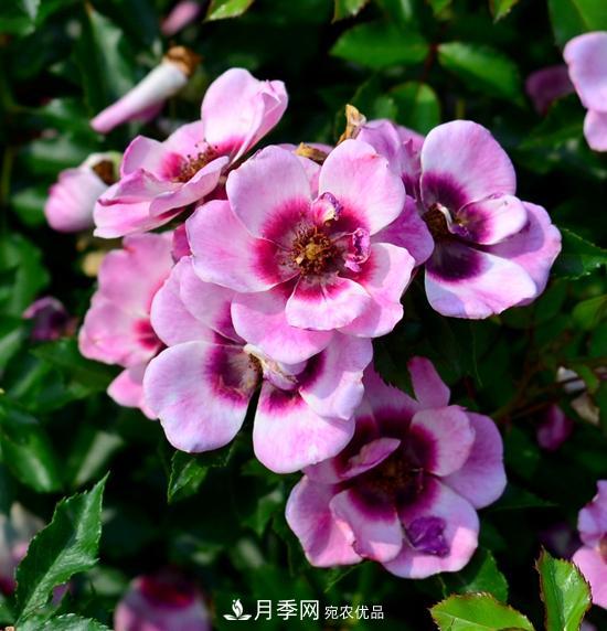 8款巴比倫眼睛月季，花型獨特還有好聞的香味(圖14)
