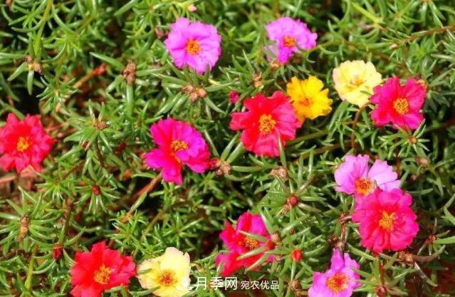 8月，不要再買這3種花，賞花時(shí)間短，很不劃算(圖1)