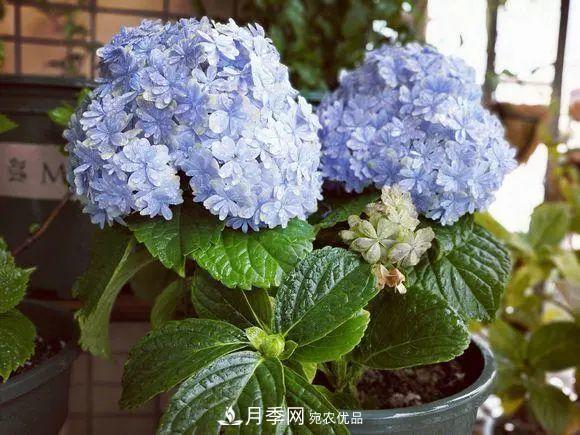 8月，不要再買這3種花，賞花時(shí)間短，很不劃算(圖2)