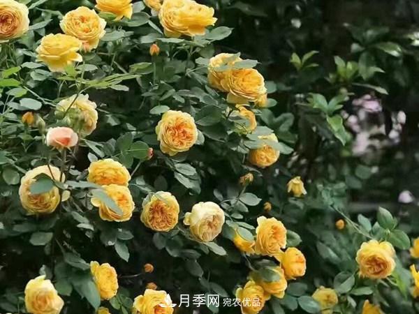 藤本月季栽植養(yǎng)護技術大全(圖2)