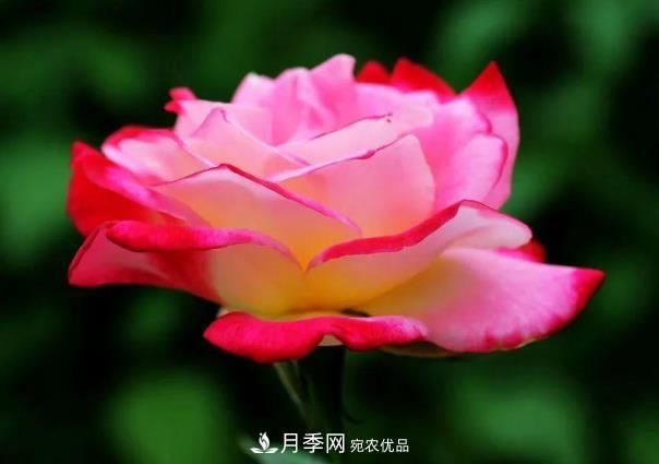 四川成都“高顏值”大花月季上街啦！(圖3)