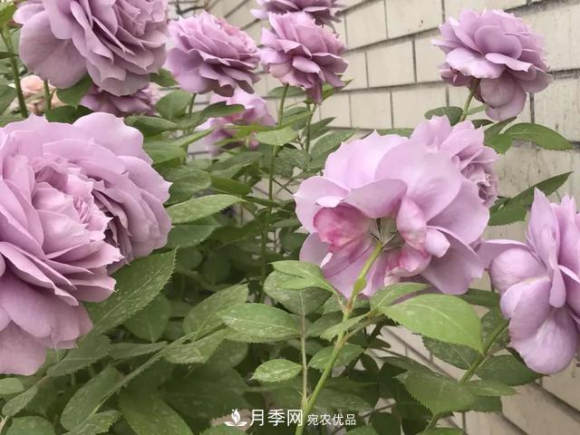 這5款不翻車的月季，誰養(yǎng)誰知道！附爆盆養(yǎng)護指南(圖1)