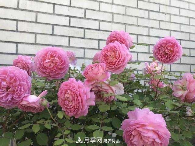這5款不翻車的月季，誰養(yǎng)誰知道！附爆盆養(yǎng)護指南(圖3)