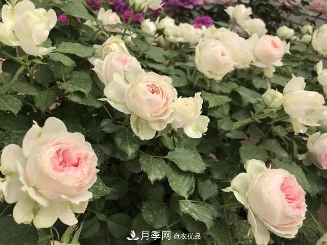 這5款不翻車的月季，誰養(yǎng)誰知道！附爆盆養(yǎng)護指南(圖2)