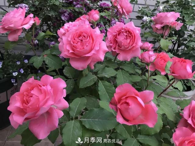 這5款不翻車的月季，誰養(yǎng)誰知道！附爆盆養(yǎng)護指南(圖4)
