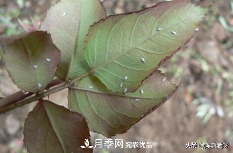 10種月季常見(jiàn)病蟲(chóng)害識(shí)別及用藥(圖15)