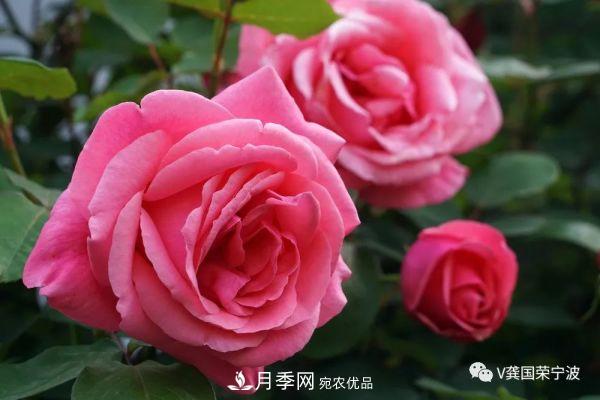 浙江寧波綠化“月季樹”千花盛放、爭奇斗艷甬城(圖3)