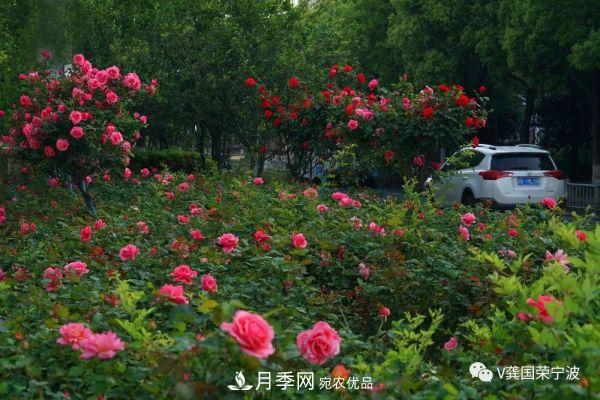 浙江寧波綠化“月季樹”千花盛放、爭奇斗艷甬城(圖5)