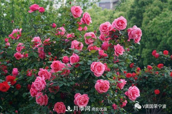 浙江寧波綠化“月季樹”千花盛放、爭奇斗艷甬城(圖2)