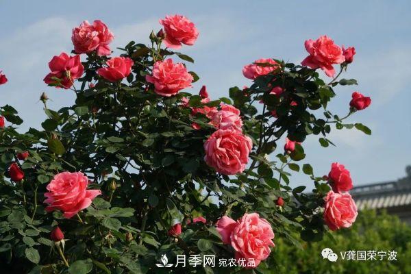浙江寧波綠化“月季樹”千花盛放、爭奇斗艷甬城(圖11)