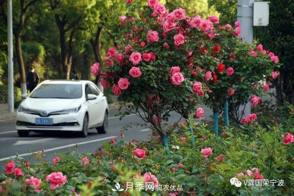 浙江寧波綠化“月季樹”千花盛放、爭奇斗艷甬城(圖10)