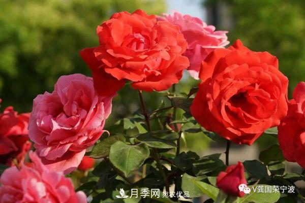 浙江寧波綠化“月季樹”千花盛放、爭奇斗艷甬城(圖9)