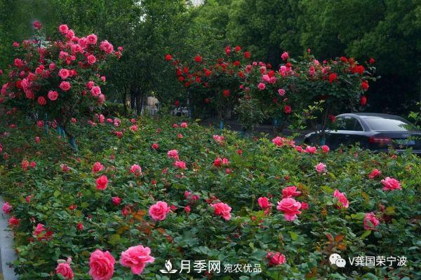 浙江寧波綠化“月季樹”千花盛放、爭奇斗艷甬城(圖15)