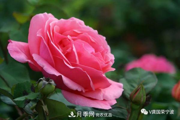 浙江寧波綠化“月季樹”千花盛放、爭奇斗艷甬城(圖14)