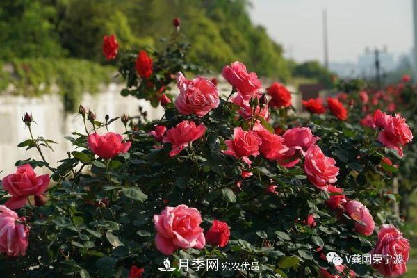 浙江寧波綠化“月季樹”千花盛放、爭奇斗艷甬城(圖17)