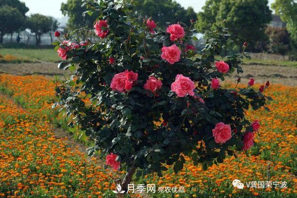 浙江寧波綠化“月季樹”千花盛放、爭奇斗艷甬城(圖16)