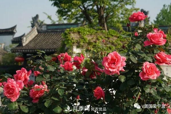 浙江寧波綠化“月季樹”千花盛放、爭奇斗艷甬城(圖19)