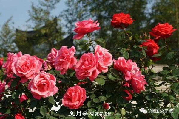 浙江寧波綠化“月季樹”千花盛放、爭奇斗艷甬城(圖20)