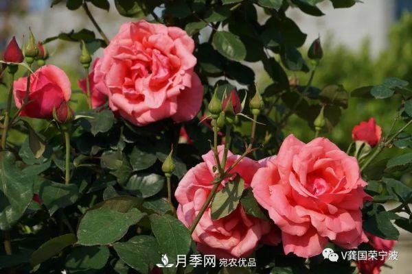 浙江寧波綠化“月季樹”千花盛放、爭奇斗艷甬城(圖22)