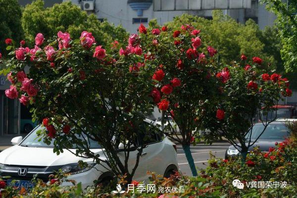 浙江寧波綠化“月季樹”千花盛放、爭奇斗艷甬城(圖23)