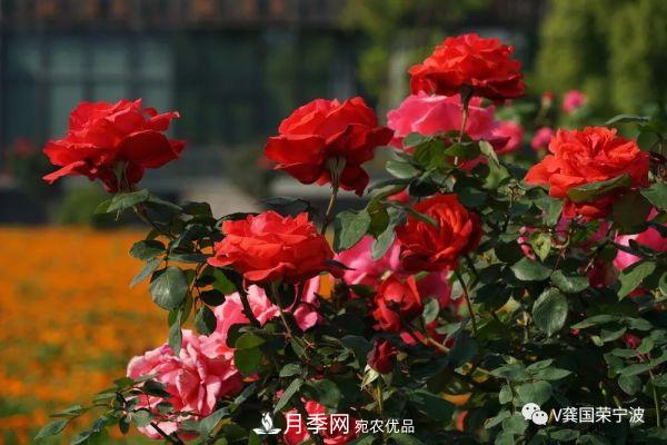 浙江寧波綠化“月季樹”千花盛放、爭奇斗艷甬城(圖24)