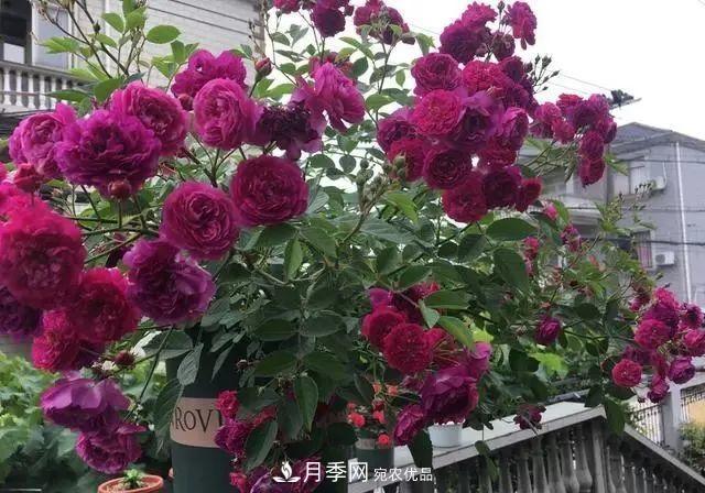 想要月季開出***美秋花，現(xiàn)在秋剪正當(dāng)時(shí)！再晚就來不及啦！(圖1)