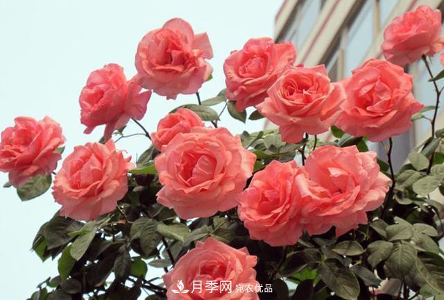 困難重重“養(yǎng)月季”，做好3點(diǎn)，你就是月季大神(圖1)