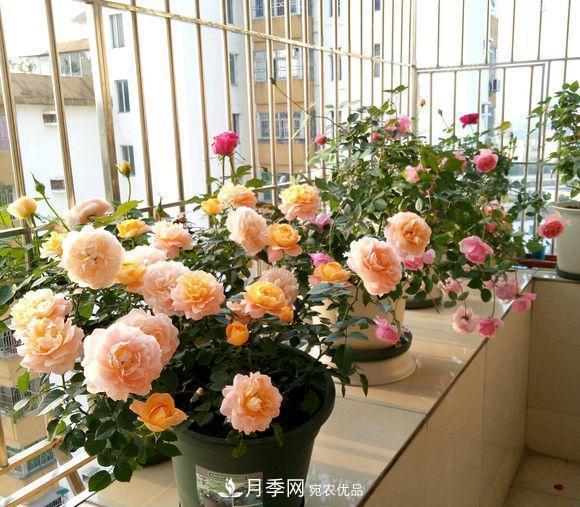 困難重重“養(yǎng)月季”，做好3點(diǎn)，你就是月季大神(圖4)