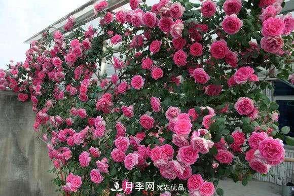 困難重重“養(yǎng)月季”，做好3點(diǎn)，你就是月季大神(圖3)