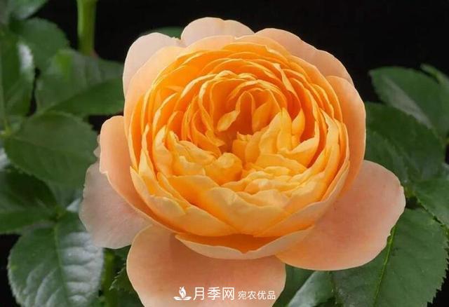 困難重重“養(yǎng)月季”，做好3點(diǎn)，你就是月季大神(圖2)