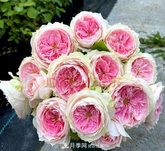 困難重重“養(yǎng)月季”，做好3點(diǎn)，你就是月季大神(圖9)