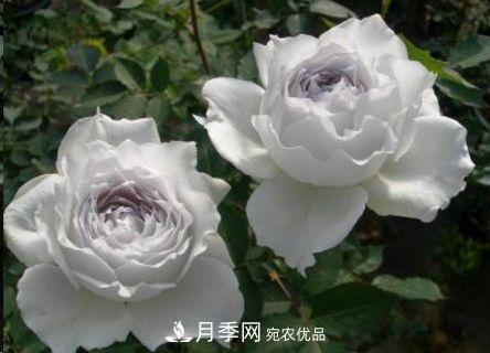 同樣管理的月季，為什么有的月季就死了？品種和個(gè)體要差異對(duì)待(圖2)