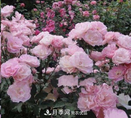 同樣管理的月季，為什么有的月季就死了？品種和個(gè)體要差異對(duì)待(圖3)