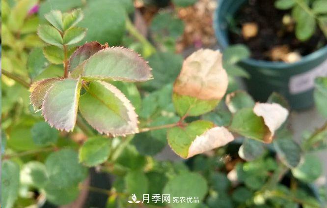 同樣管理的月季，為什么有的月季就死了？品種和個(gè)體要差異對(duì)待(圖1)