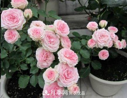 同樣管理的月季，為什么有的月季就死了？品種和個(gè)體要差異對(duì)待(圖4)