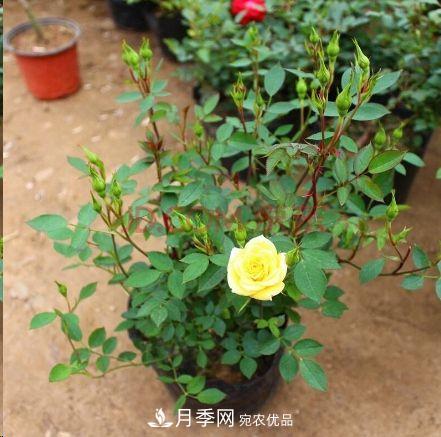同樣管理的月季，為什么有的月季就死了？品種和個(gè)體要差異對(duì)待(圖5)