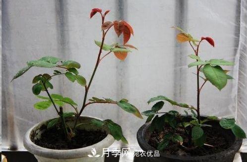 同樣管理的月季，為什么有的月季就死了？品種和個(gè)體要差異對(duì)待(圖6)