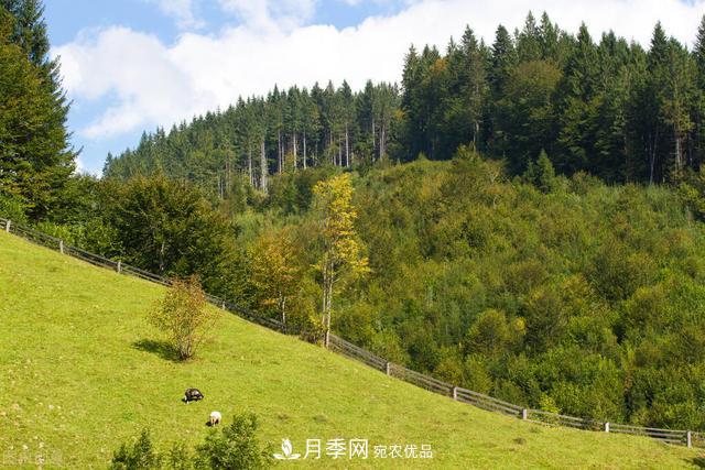 落葉松育苗造林技術(shù)，種植方法既簡單又方便，高產(chǎn)又增收(圖2)