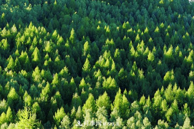 落葉松育苗造林技術(shù)，種植方法既簡單又方便，高產(chǎn)又增收(圖1)