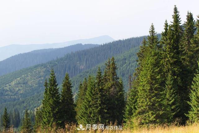 落葉松育苗造林技術(shù)，種植方法既簡單又方便，高產(chǎn)又增收(圖4)