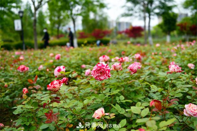 月季為什么會(huì)出現(xiàn)盲芽，其實(shí)多數(shù)與種植習(xí)慣有關(guān)(圖2)