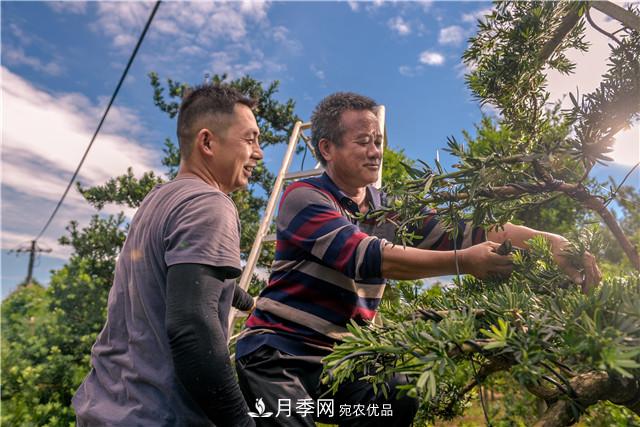 一樹一景，湖南長沙花木造型師的“雙搶”季(圖1)