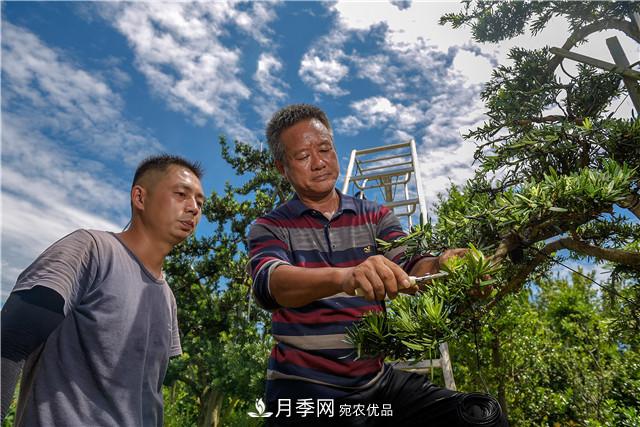 一樹一景，湖南長沙花木造型師的“雙搶”季(圖2)