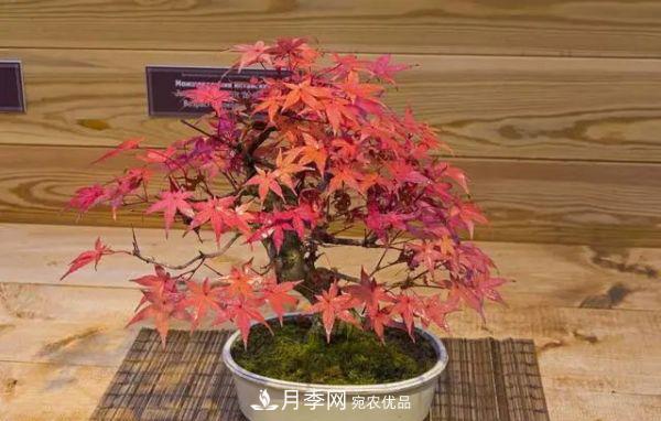街頭的4種綠化樹，剪根枝條扦插，成漂亮盆景，不花錢(圖5)