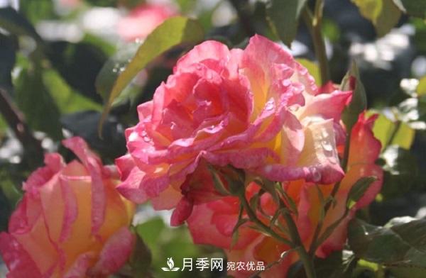 月季總是長不好？這樣修剪就對了！(圖1)