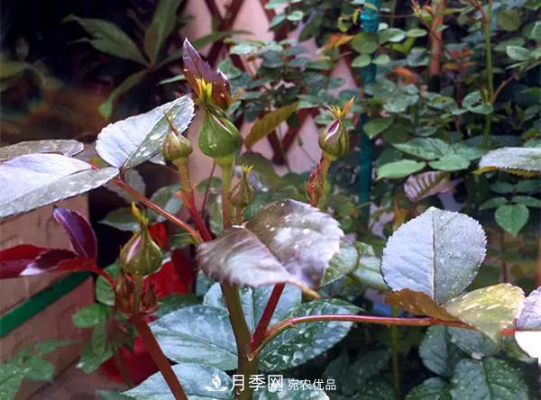 月季的常備藥品有哪些？收好了！(圖1)