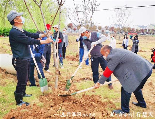 2019年武漢綠化成績單：建成303公里綠道，新栽月季100萬株……(圖3)